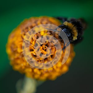 Bumblebee is eating nectar on a flower, Bombus, Arthropoda, Hymenoptera, Apocrita, Apidae photo
