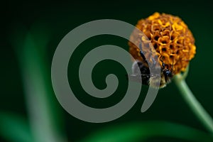 Bumblebee is eating nectar on a flower, Bombus, Arthropoda, Hymenoptera, Apocrita, Apidae photo