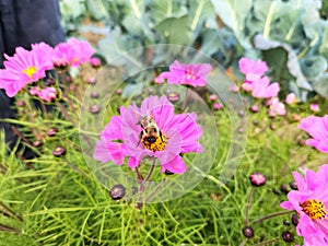 Bumblebee eating pollen on cosmos flowers in field of touristic permaculture farm. Country life Ecosystem. photo