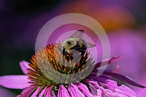 Bumblebee on echinacea in the garden.