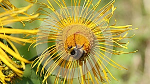 Bumblebee is on a elecampane flower