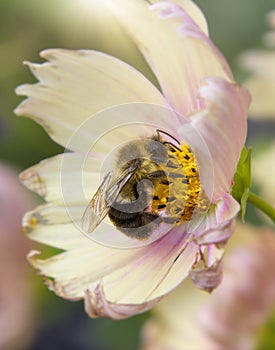 Bumblebee Embraced Within Withering Cosmos Flower