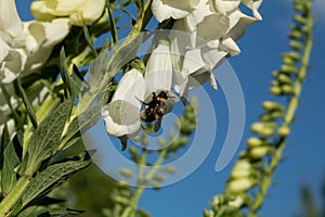 Bumblebee entering white foxglove flower