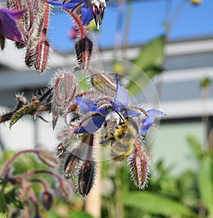 A Bumblebee extracting nectar from a beautiful blue Borage flower