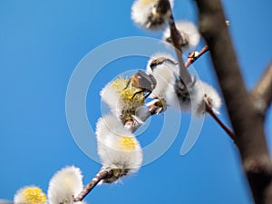 Bumblebee extracting pollen from a blossoming pussy-willow in early spring. Bumblebee covered in pollen