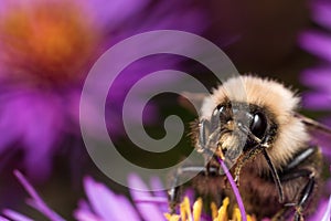 Bumblebee extracts pollen from purple aster flower