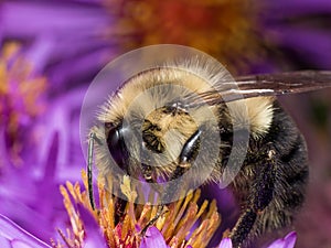 Bumblebee extracts pollen from purple aster flower