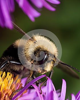 Bumblebee extracts pollen from purple aster flower