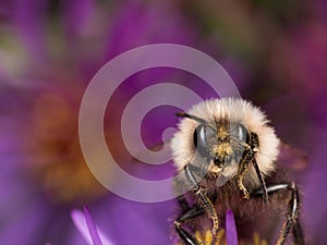 Bumblebee extracts pollen from purple aster flower