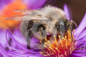 Bumblebee extracts pollen from purple aster flower