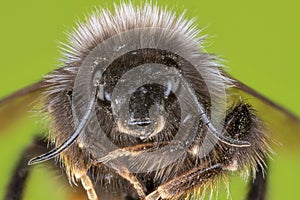 Bumblebee extreme macro view