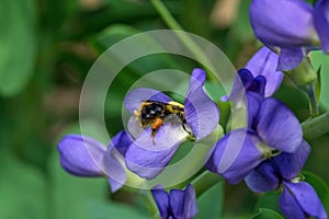 Bumblebee feeding on blue false indigo known as blue wild indigo on a cloudy day in the garden.