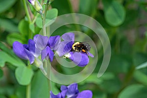 Bumblebee feeding on blue false indigo known as blue wild indigo on a cloudy day in the garden.