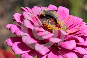 A bumblebee feeding busily on a hot pink zinnia