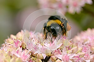 Bumblebee feeding on flower