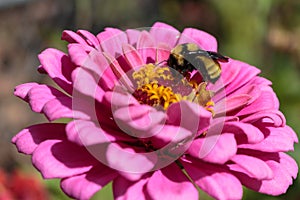 A bumblebee feeding intently on a pink zinnia