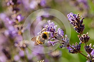 Bumblebee feeding on a lavender flower. A closeup shot of a bumblebee Bombus on purple lavender flower with a blurred background