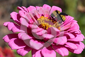 A bumblebee feeding on a pink zinnia