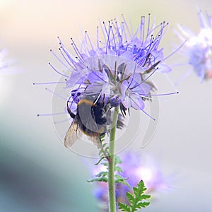 Bumblebee feeding on purple phacelia honey flower photo