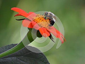 Bumblebee feeding on Tithonia