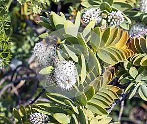 Bumblebee feeding on a white hebe flower