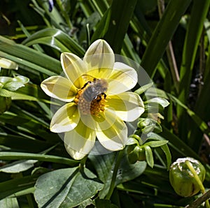Bumblebee feeding on yellow Dahlia