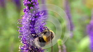 Bumblebee feeds on nectar of a veronica longifolia