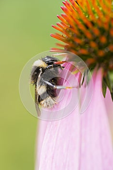 Bumblebee fies on a sunny summer day and finds pollen on a flower of echinacea and pollinates it