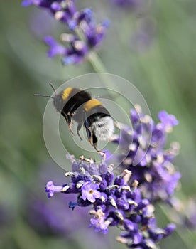 a bumblebee flies near a sprig of lavender