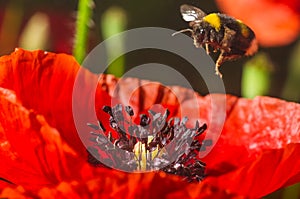 Bumblebee flies to a flower of the red poppy to collect pollen