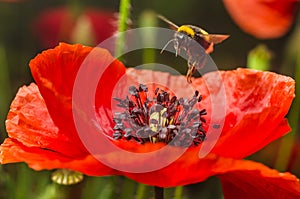 Bumblebee flies to a flower of the red poppy to collect pollen