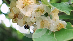 A bumblebee flies in a yellow flower. Extraction of honey, pollination of plants