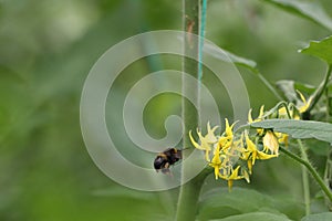 Bumblebee in flight, approaching a tomato flower