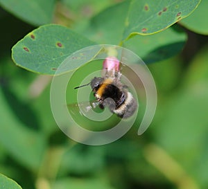 Bumblebee in flight over a Flower of Common Snowberry Symphoricarpos albus