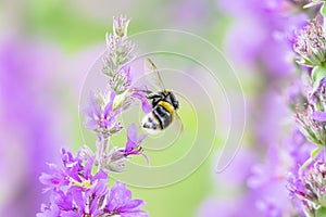 Bumblebee in flight with visible wings movement on. british mead