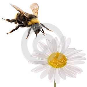 Bumblebee and flower