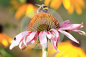 The bumblebee on the flower