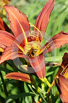 Bumblebee in a flower