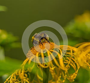 Bumblebee on a flower Elecampane