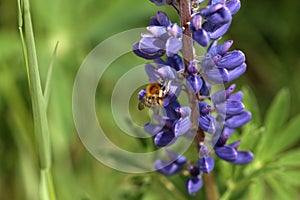 Bumblebee on flower