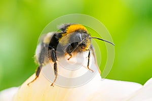 Bumblebee on a flower macro. Bumblebee collects flower nectar