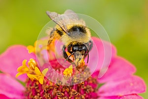 Bumblebee on a flower macro. Bumblebee collects flower nectar