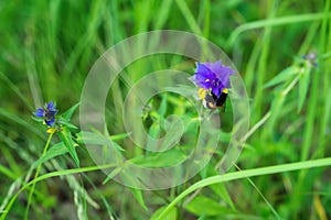 Bumblebee on flower. Melampyrum flower Melampyrum nemorosum , beautiful, delicate plant, decorative and therapeutic