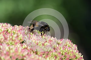 Bumblebee on a flower sedum
