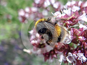 Bumblebee on Flower