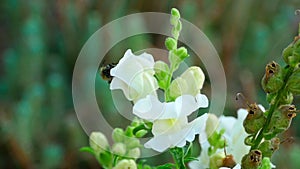 Bumblebee on a flower snapdragon