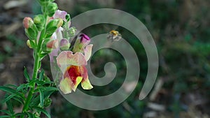 Bumblebee on a flower snapdragon