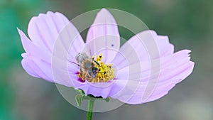 Bumblebee on a flower snapdragon