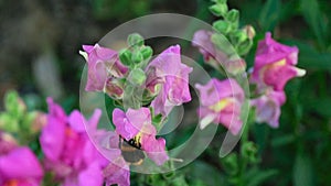 Bumblebee on a flower snapdragon