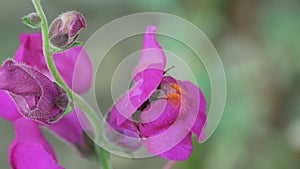 Bumblebee on a flower snapdragon